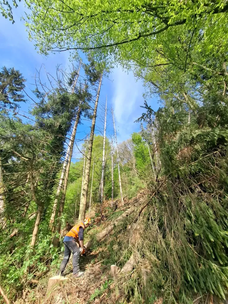 Foret arbres