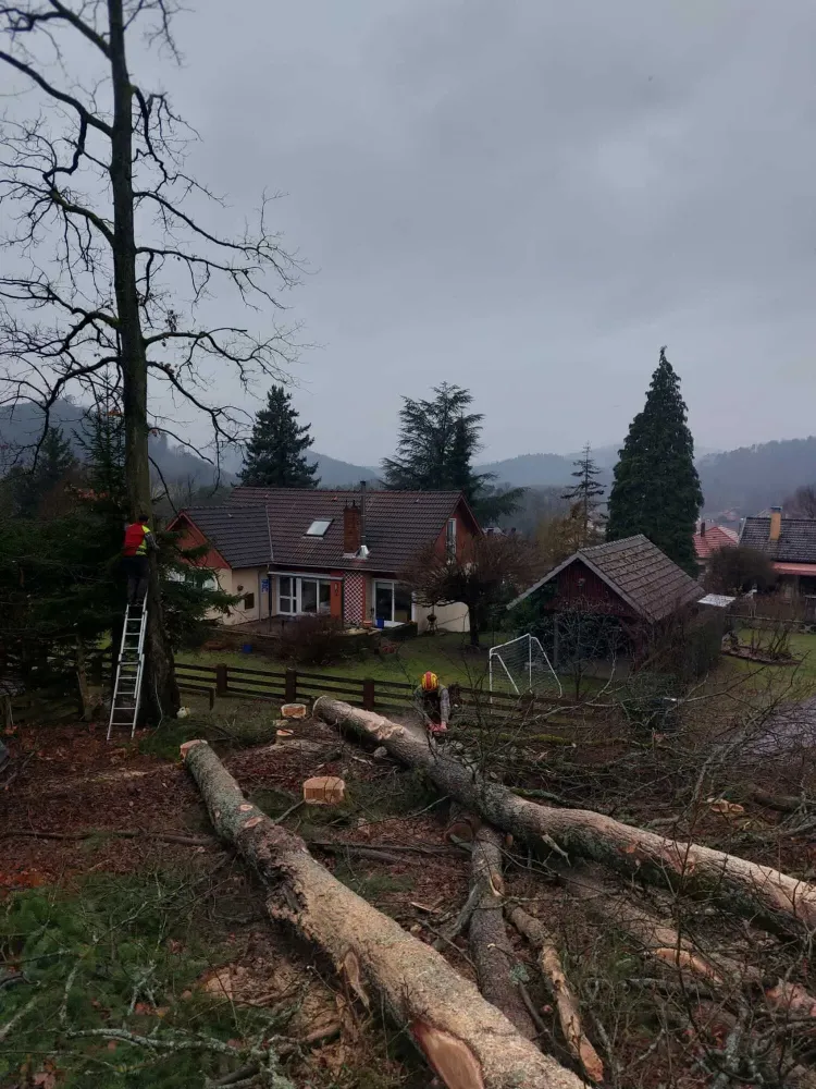 Travaux sylvicoles à Bousseviller
