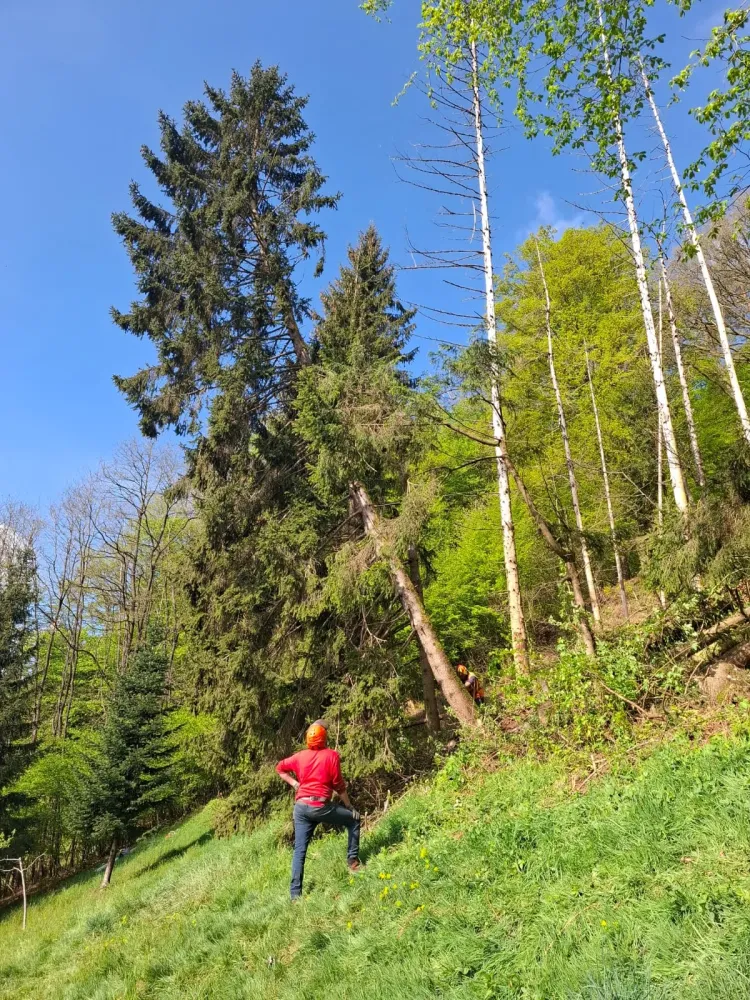 Petits arbres