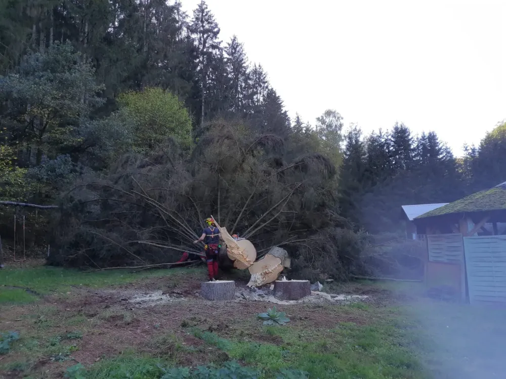 Coupe de bois à Bousseviller