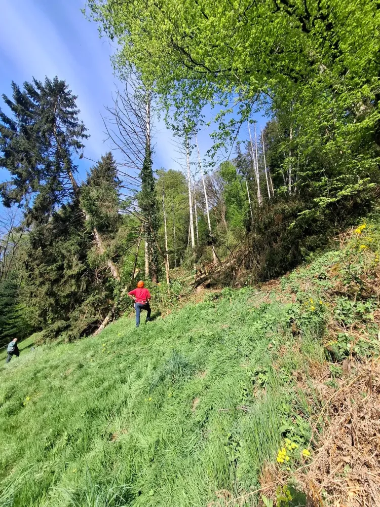 Classement des arbres à Bousseviller